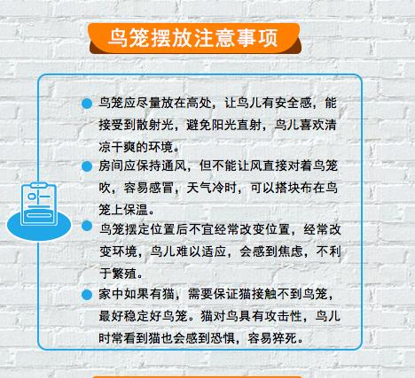 史上最详细的珍珠鸟饲养手册