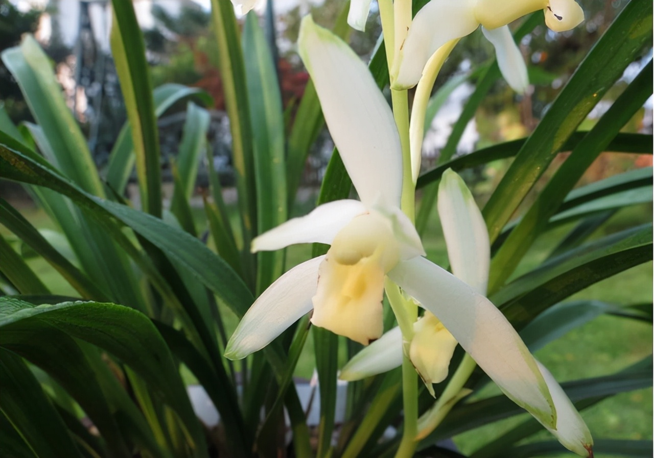 春节前后开花又有兰香的兰花,好养又好看又香又便宜的兰花品种