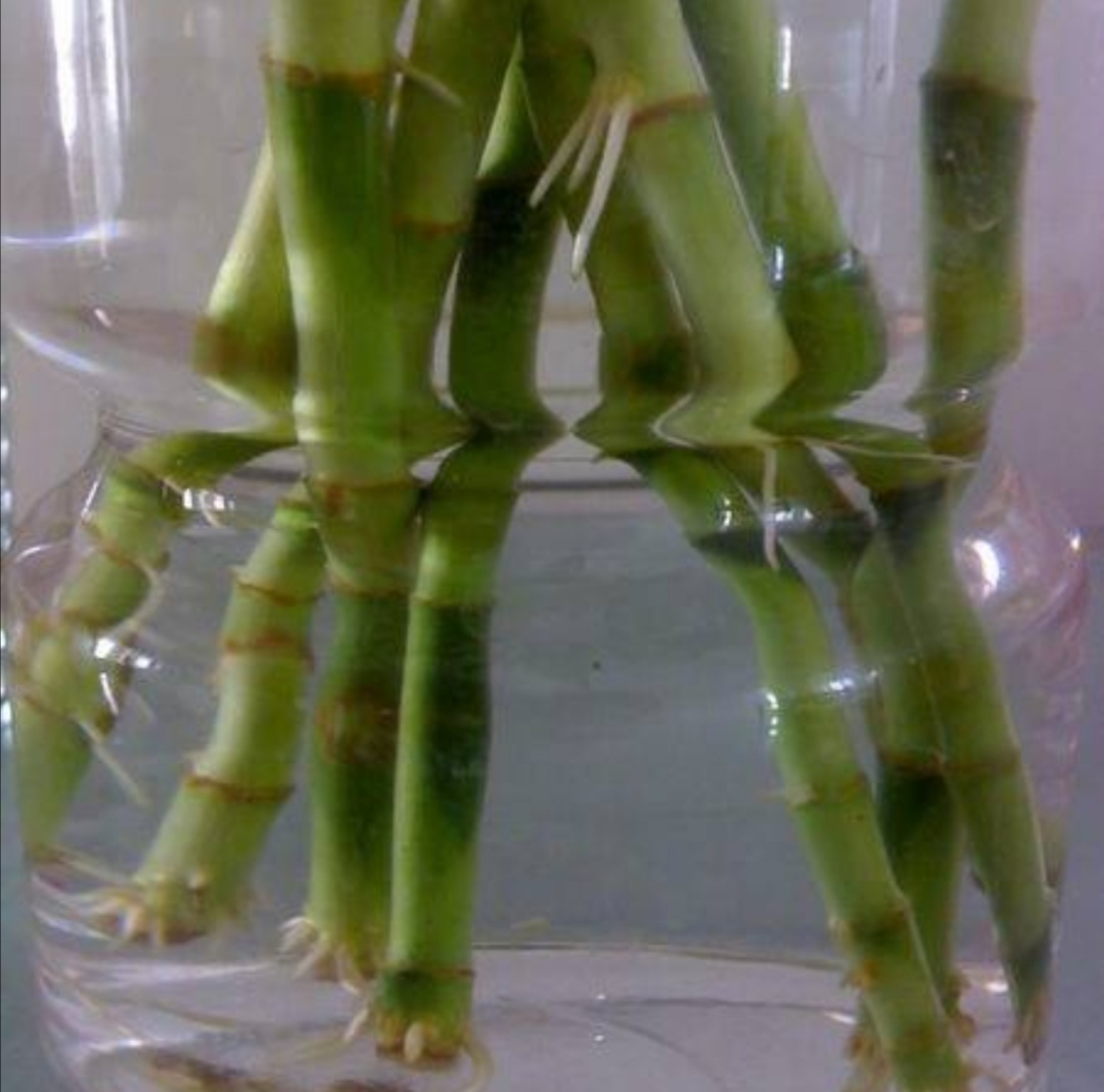 富贵竹用塑料桶养可以吗,富贵竹用塑料桶可以养吗