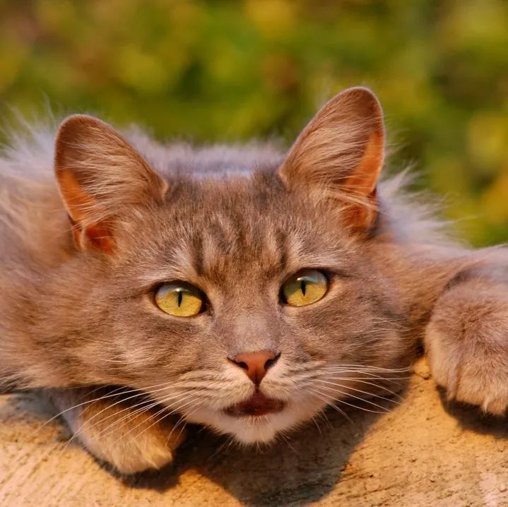 猫咪最不可以碰的地方是哪里,猫咪最不能碰的几个地方