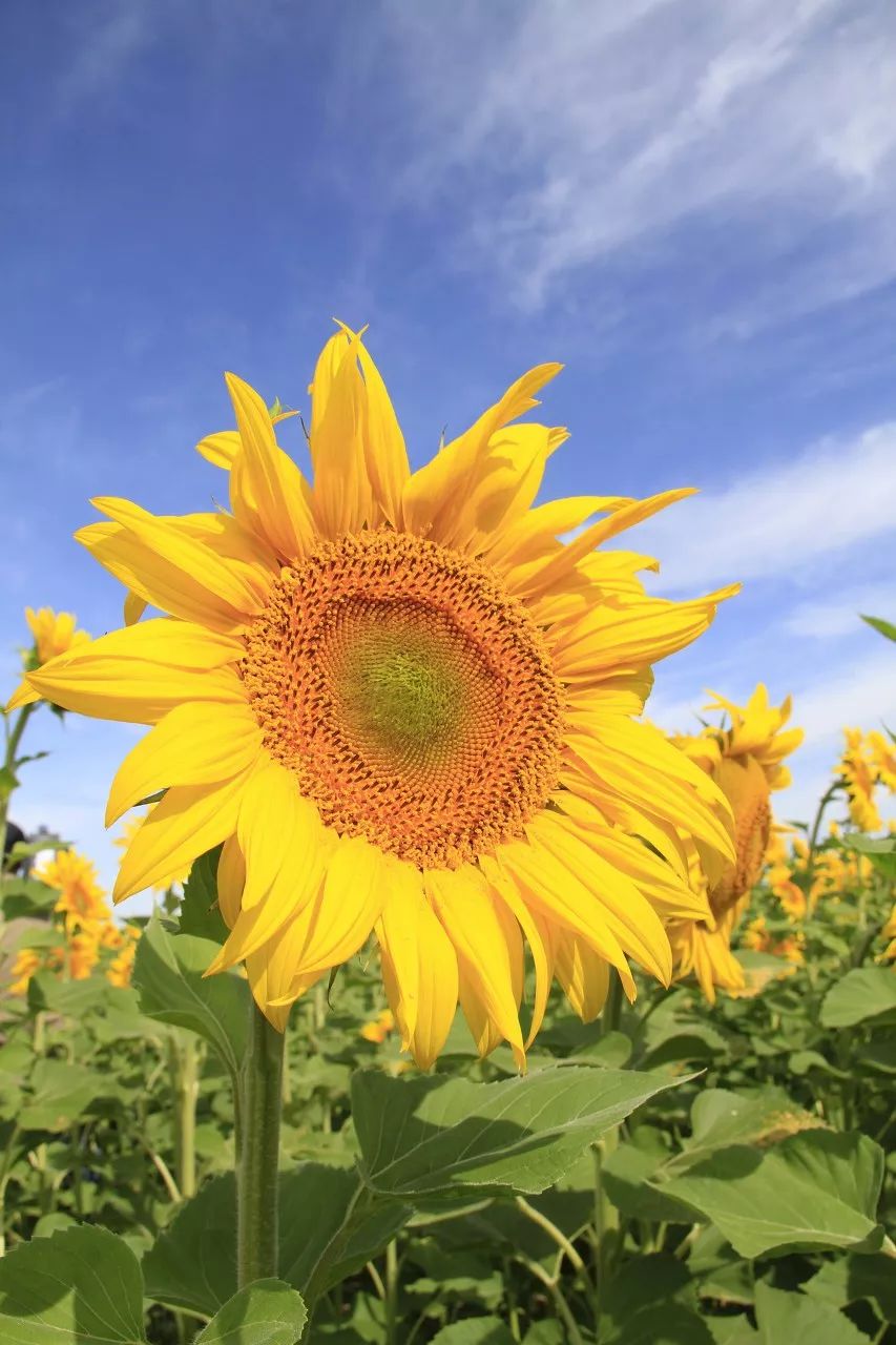 涓嶈兘鍘诲鍦扮殑鐞嗙敱,浜旂浜轰笉鑳藉幓鐤嗗唴鏃呮父