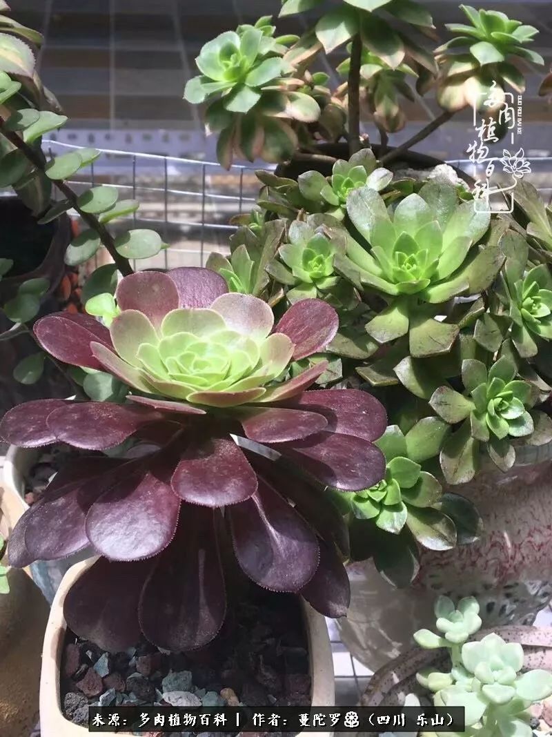 转角遇见多肉,遇见多肉治愈自己