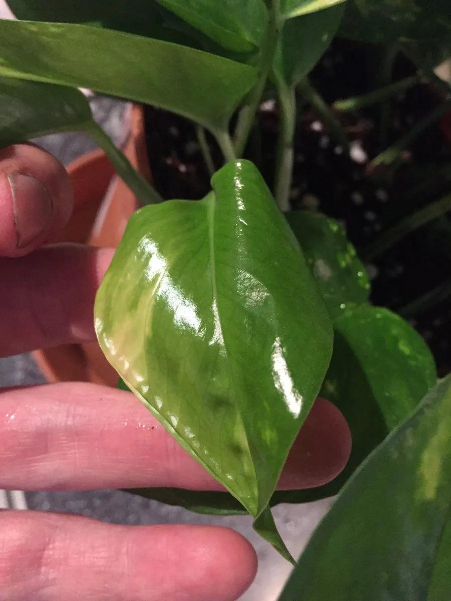 绿萝刚长出来的叶子卷曲怎么回事,水培绿萝的叶子为什么卷曲不舒展