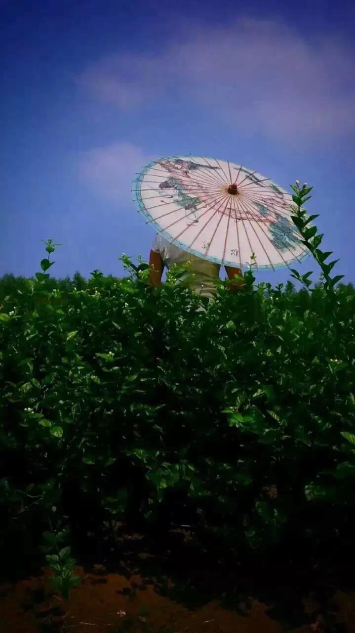 我的父亲第五集完整版,我的父亲第二集视频