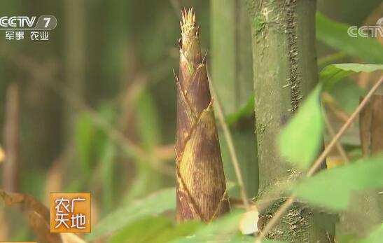 秋季山珍“方竹笋”，味美营养，常食延年益寿