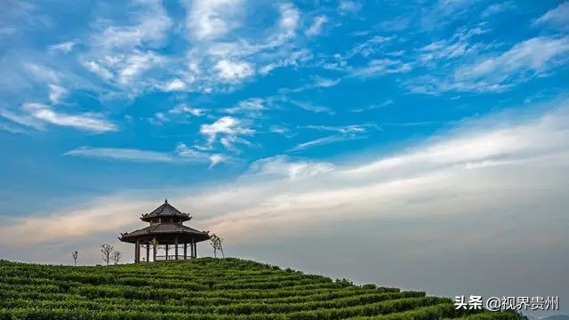 贵州茶海的春天有多美,贵州最美茶海