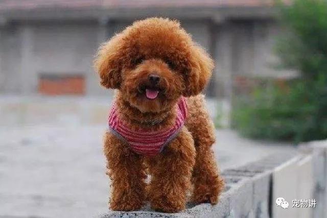 养泰迪还是养哈士奇,养泰迪是养一只还是两只