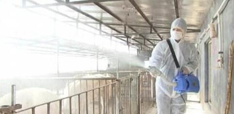 猪感冒打喷嚏的原因是什么,猪打喷嚏鼻塞用什么药治疗