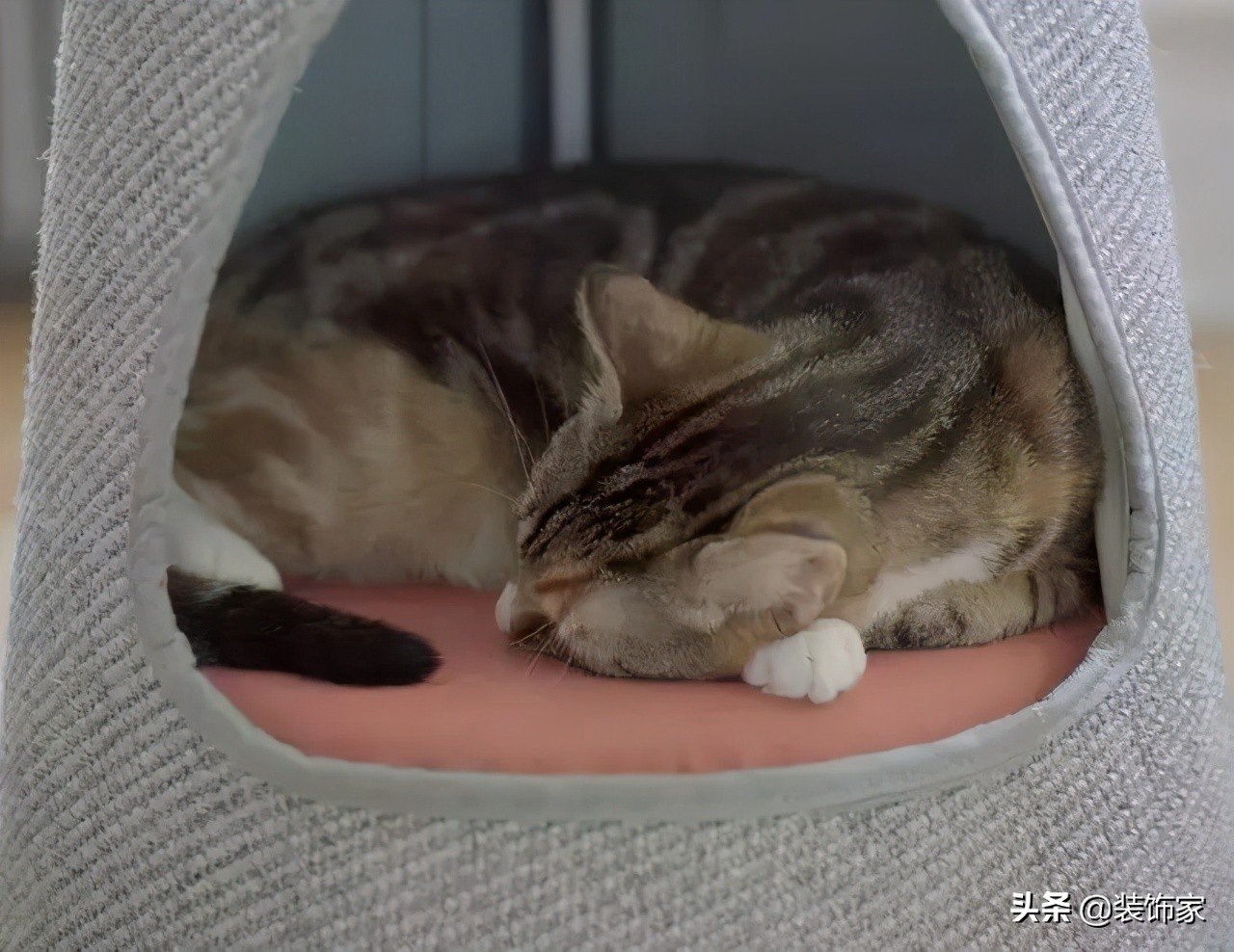 铲屎官最爱的客厅方案,铲屎官最满意的卧室装饰