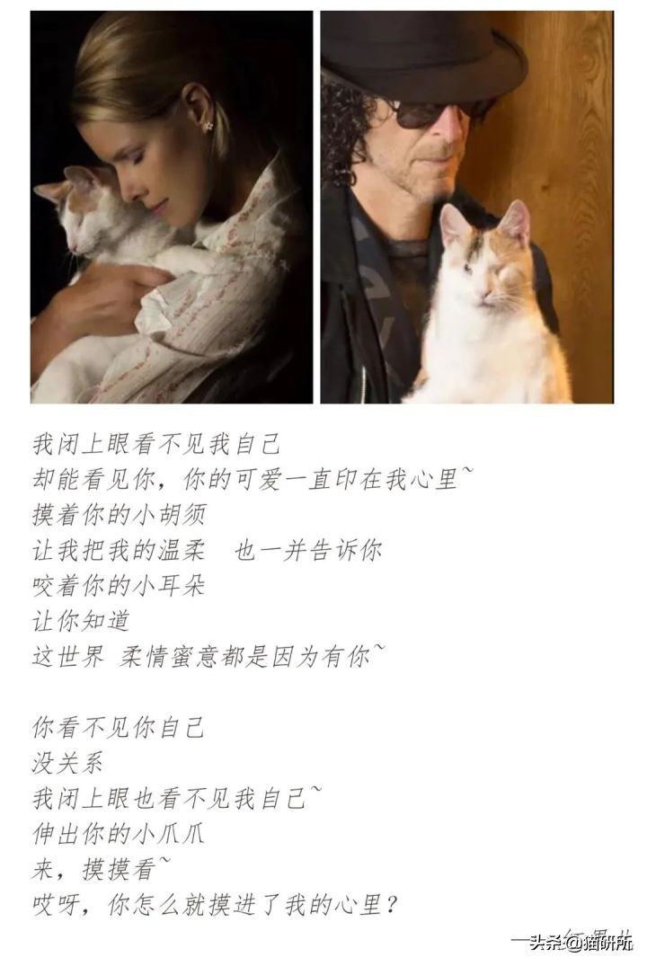 失明猫咪康复治疗,失明猫咪怎么照顾