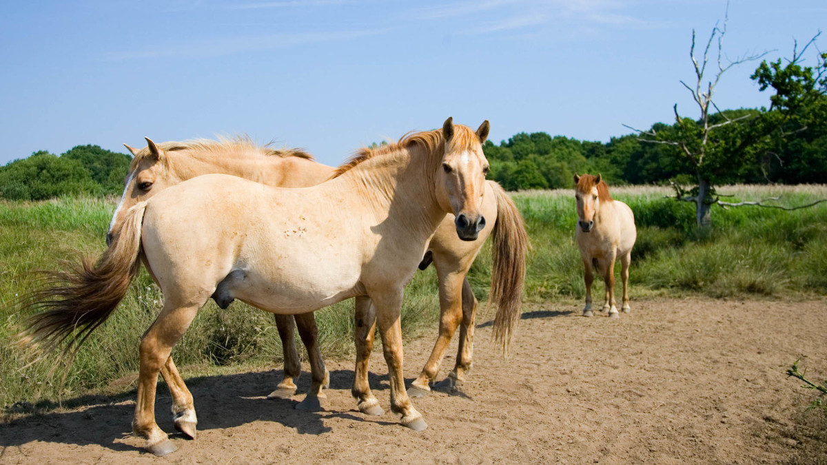 美国男子3度侵犯马匹被重判10年,美国男子侵犯男童被警察击毙
