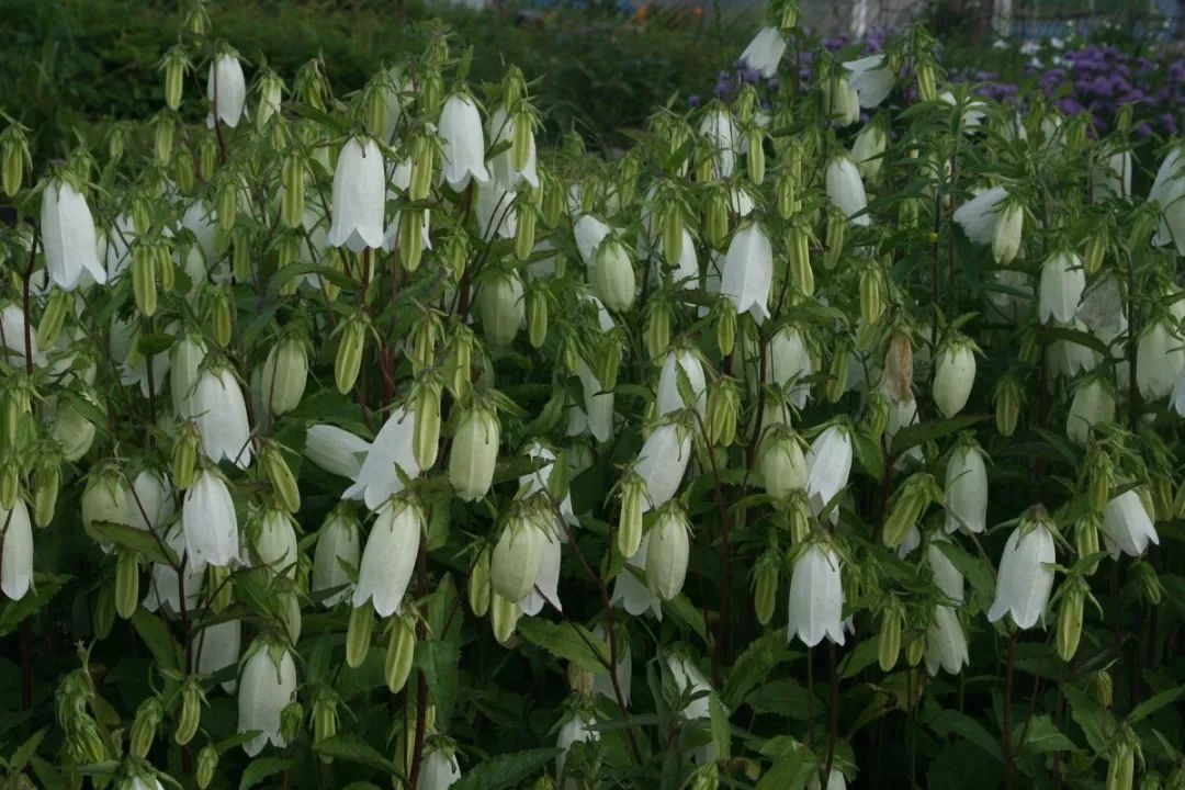 风铃草的品种有哪些,花店买的风铃花怎么养
