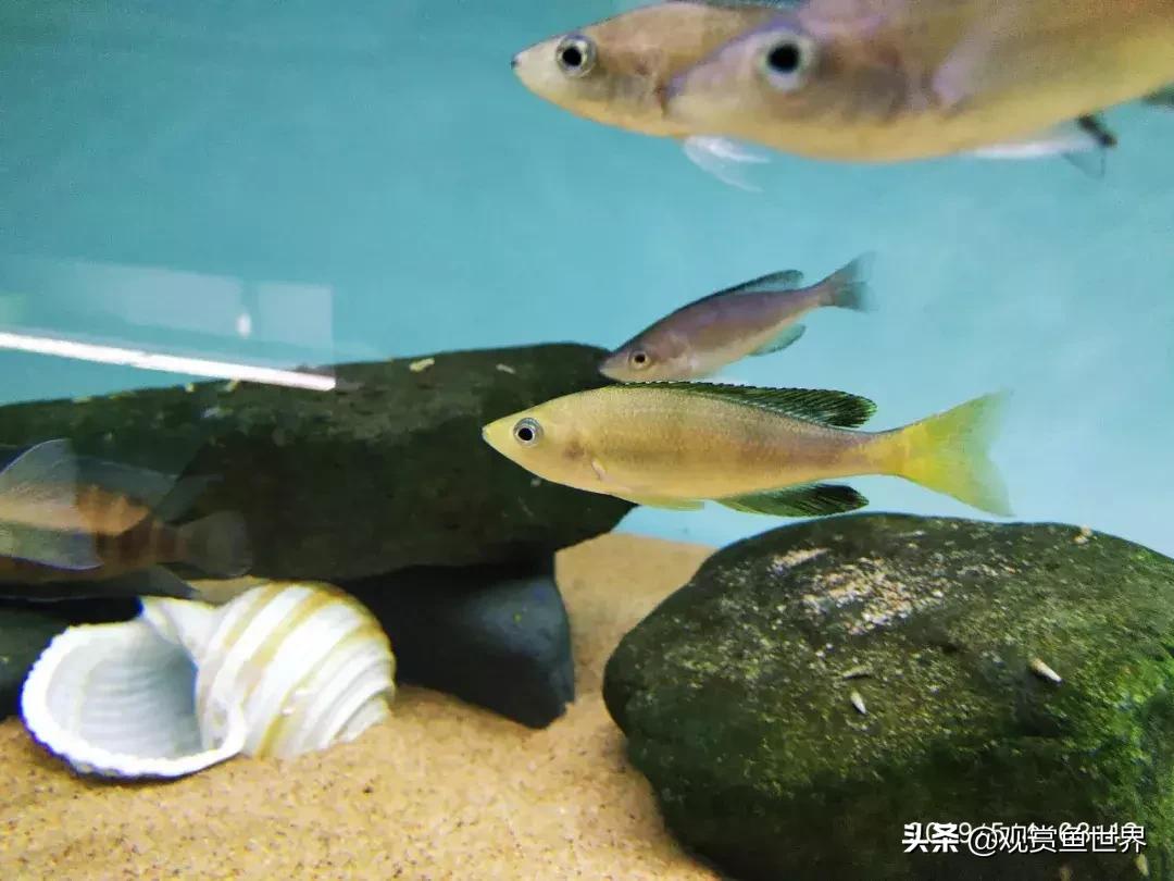 梦想的三湖世界持续建设中……方位:中国天津