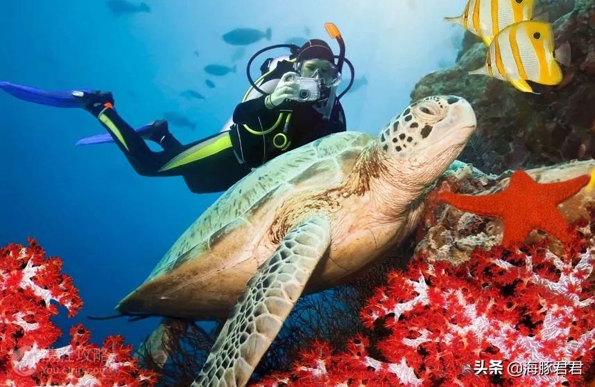 斯里兰卡旅游必购物品图片,斯里兰卡旅游商品