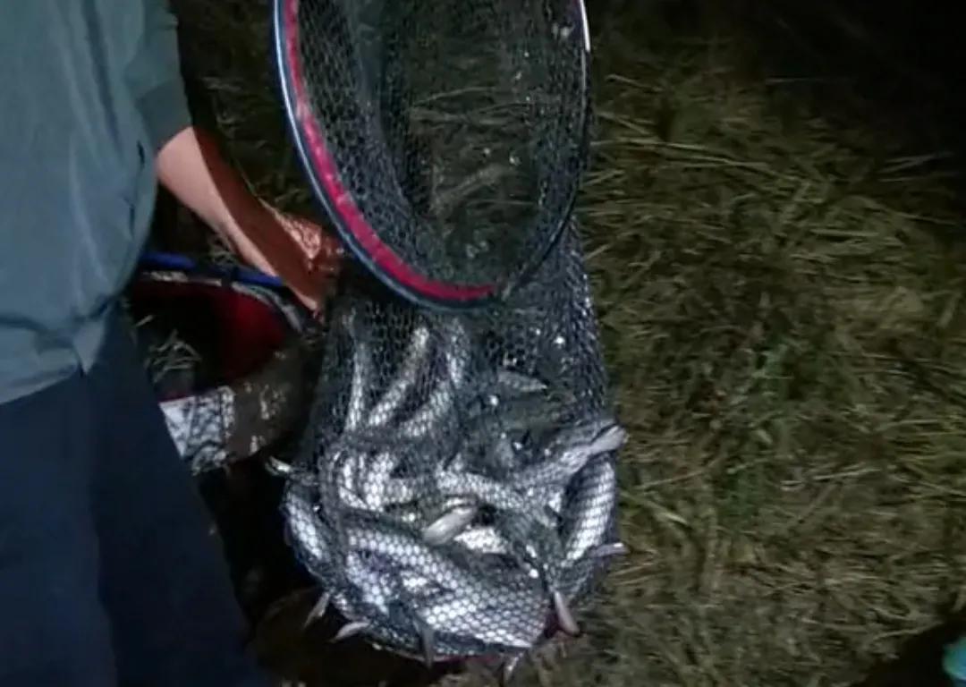 男子野夜钓钓出50斤巨鳝,揭秘捕黄鳝骗局