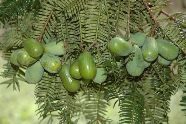 农村农业生意项目推荐,农业种植哪些项目好