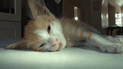 如果猫咪身体有异物会是什么表现,20个信号判断猫咪是否吞食异物