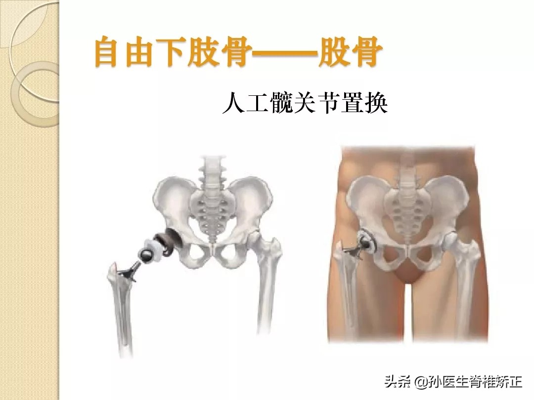 人体解剖学骨骼学思维导图,人体骨骼解剖学纪录片