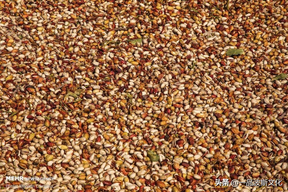 伊朗开心果脆,伊朗特产水果干果