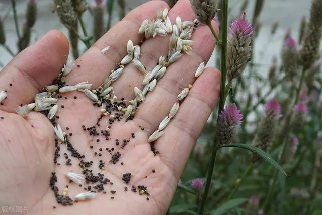 每天认识一味中药青葙子,青葙子药材图片