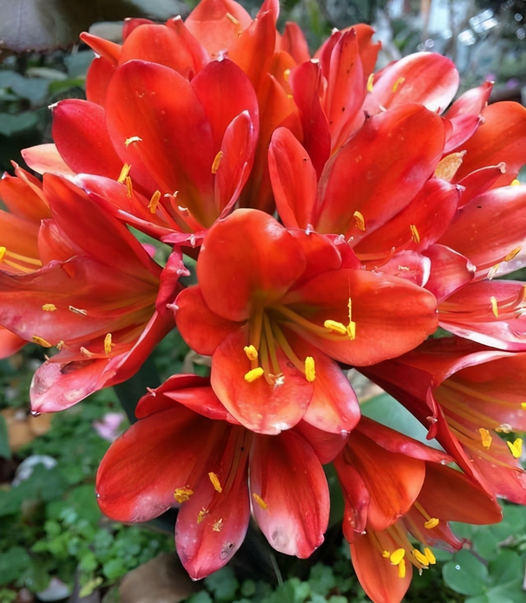 君子兰如何养殖才能长得更旺盛,君子兰怎么能养出好根系