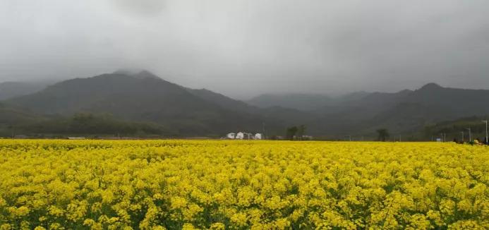 黄山踏青油菜花图片,黄山油菜花景观进入最佳观赏期
