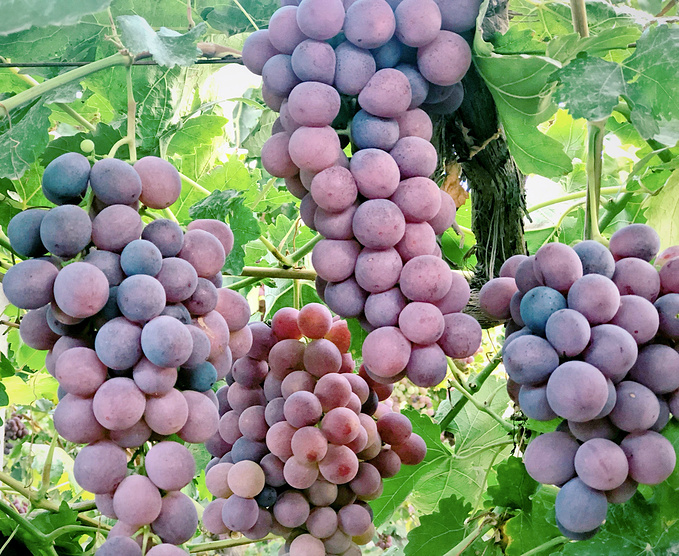 去一趟大西北的旅行,大西北旅行青藏高原