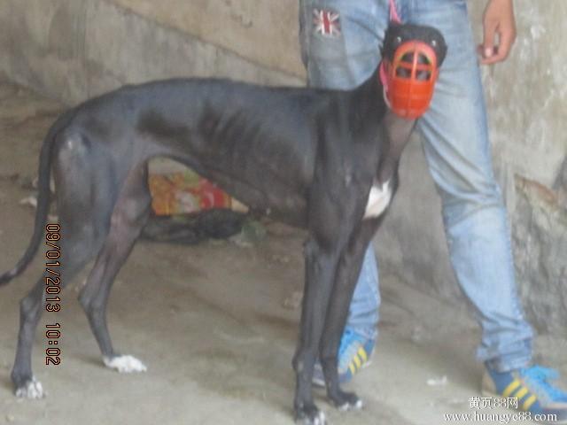 格力犬猎犬打猎视频,格力犬古老