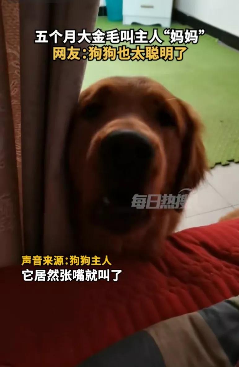 狗狗居然会喊妈妈,狗狗对主人不会叫只会嘤嘤嘤