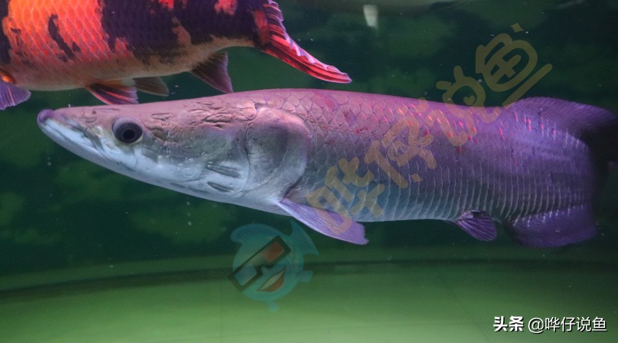 鱼缸混养小型鱼最佳搭配,观赏鱼怎么混养达到生态缸