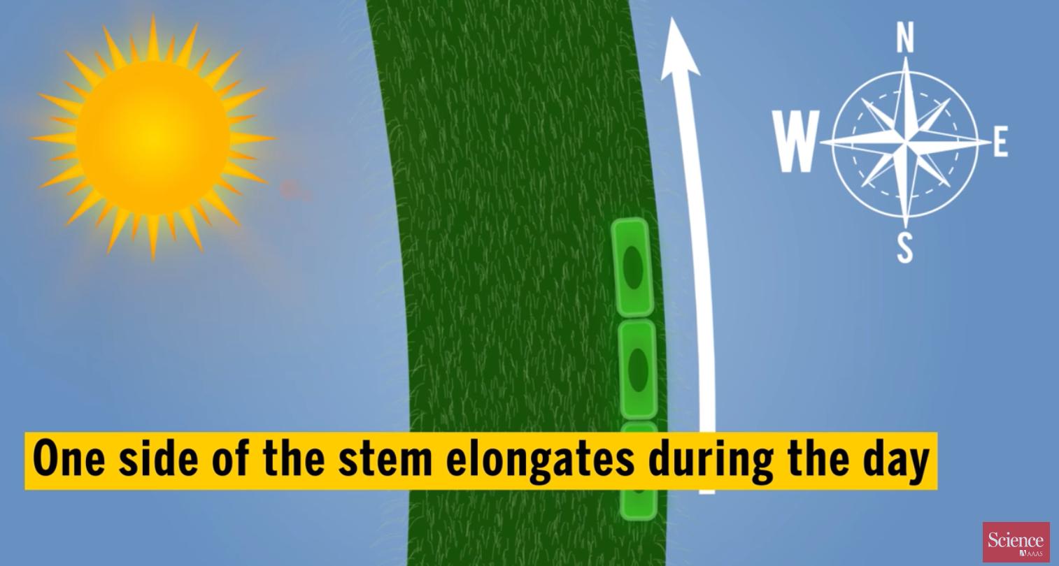 向日葵向阳生长是哪种生命现象,向日葵向阳生长的原因