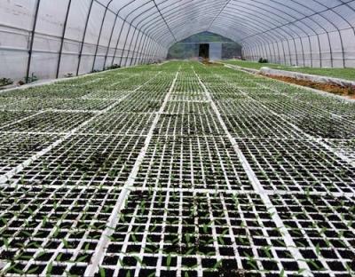 日光温室辣椒怎么做,10秒教会你如何种出高产的好辣椒