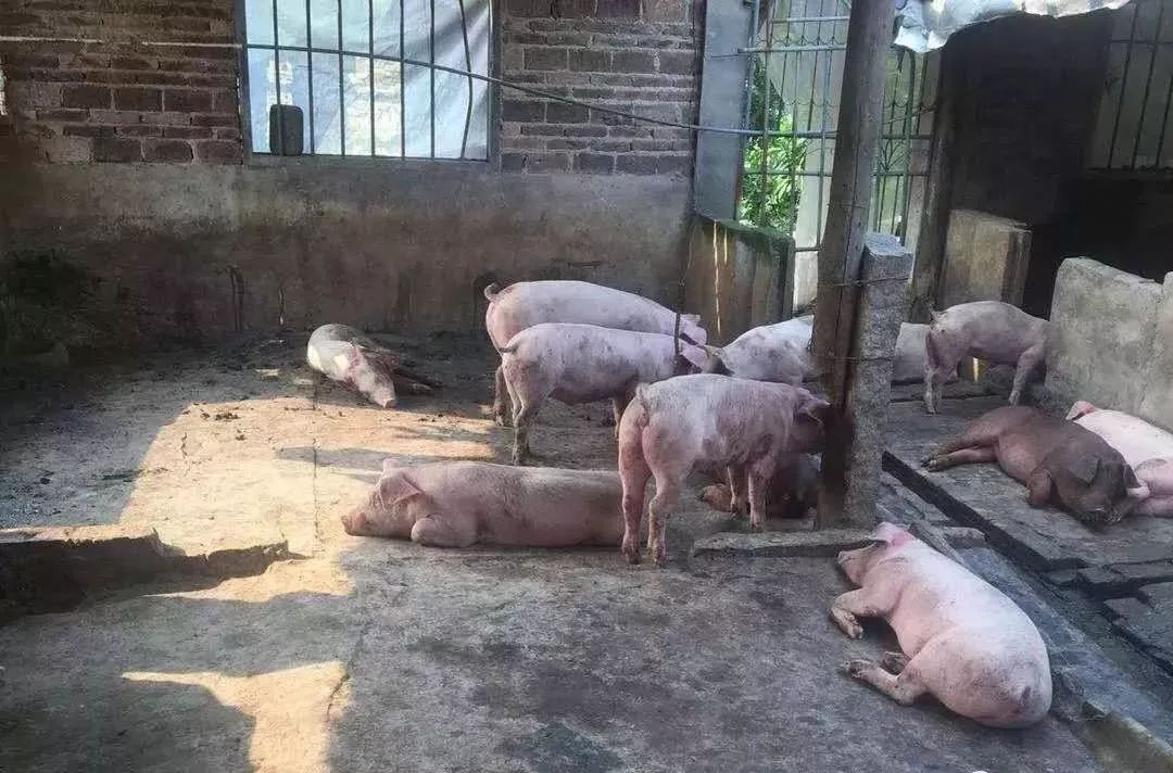 快看！非洲猪瘟终于找到有效的预防方案了，大户都是这样做的