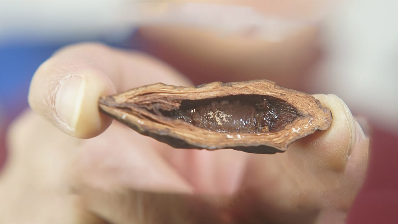 一级致癌物槟榔的危害有多大,槟榔为何致癌刷新你对槟榔的认知