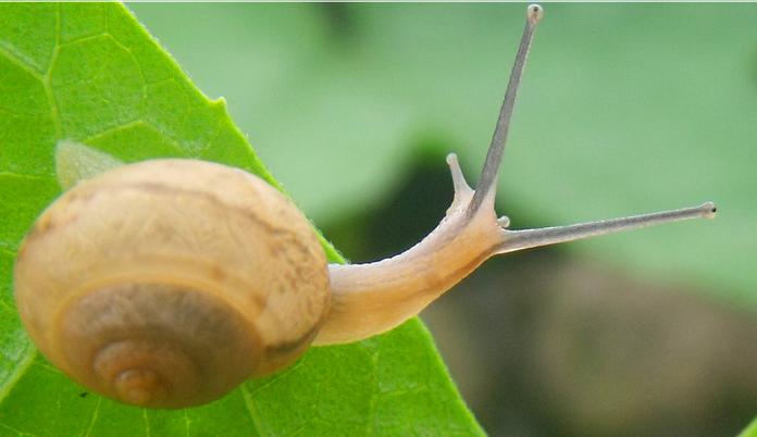 儿童创意美术课程:小蜗牛