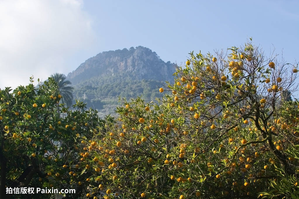 全球柑橘类水果的生产
