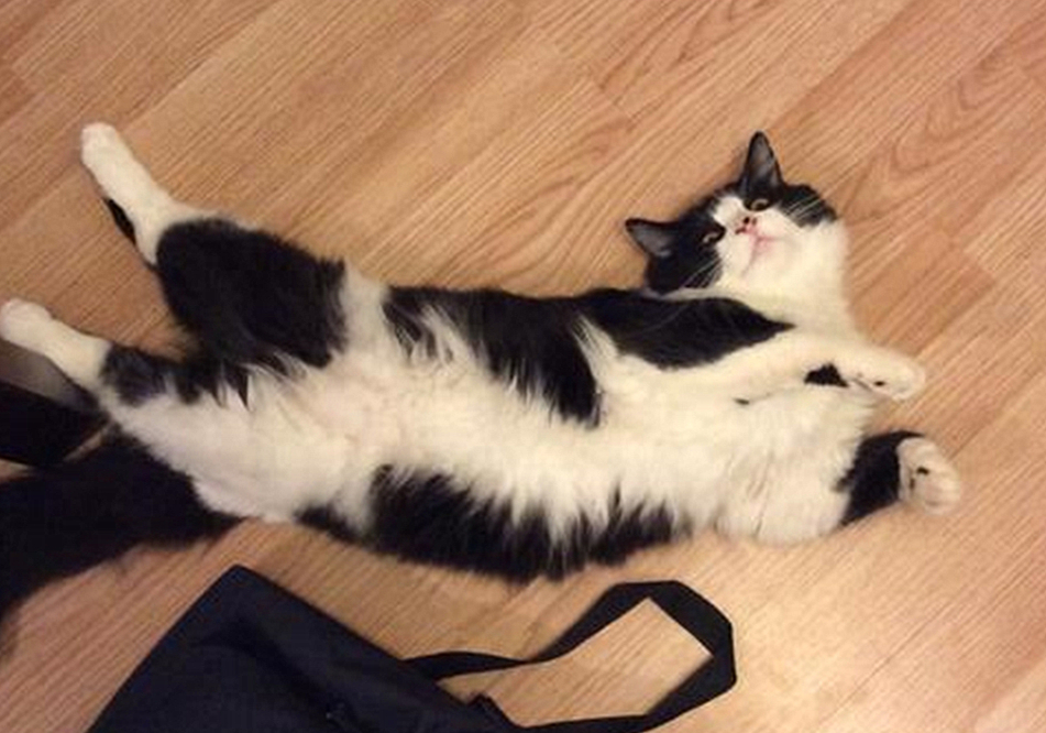 猫的前肢骨骼结构图,猫骨骼结构图及说明