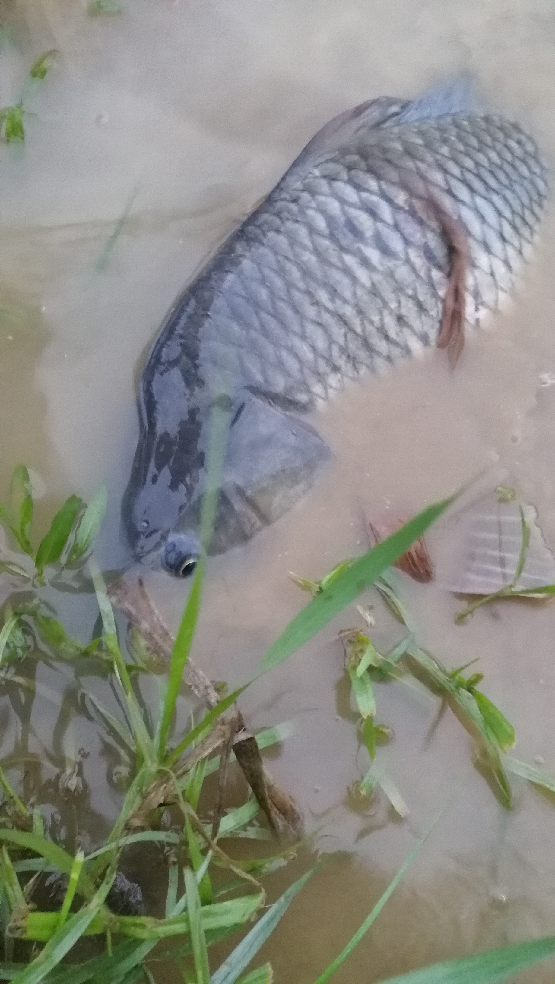 钓场用什么钓法,钓点的选择方法和技巧