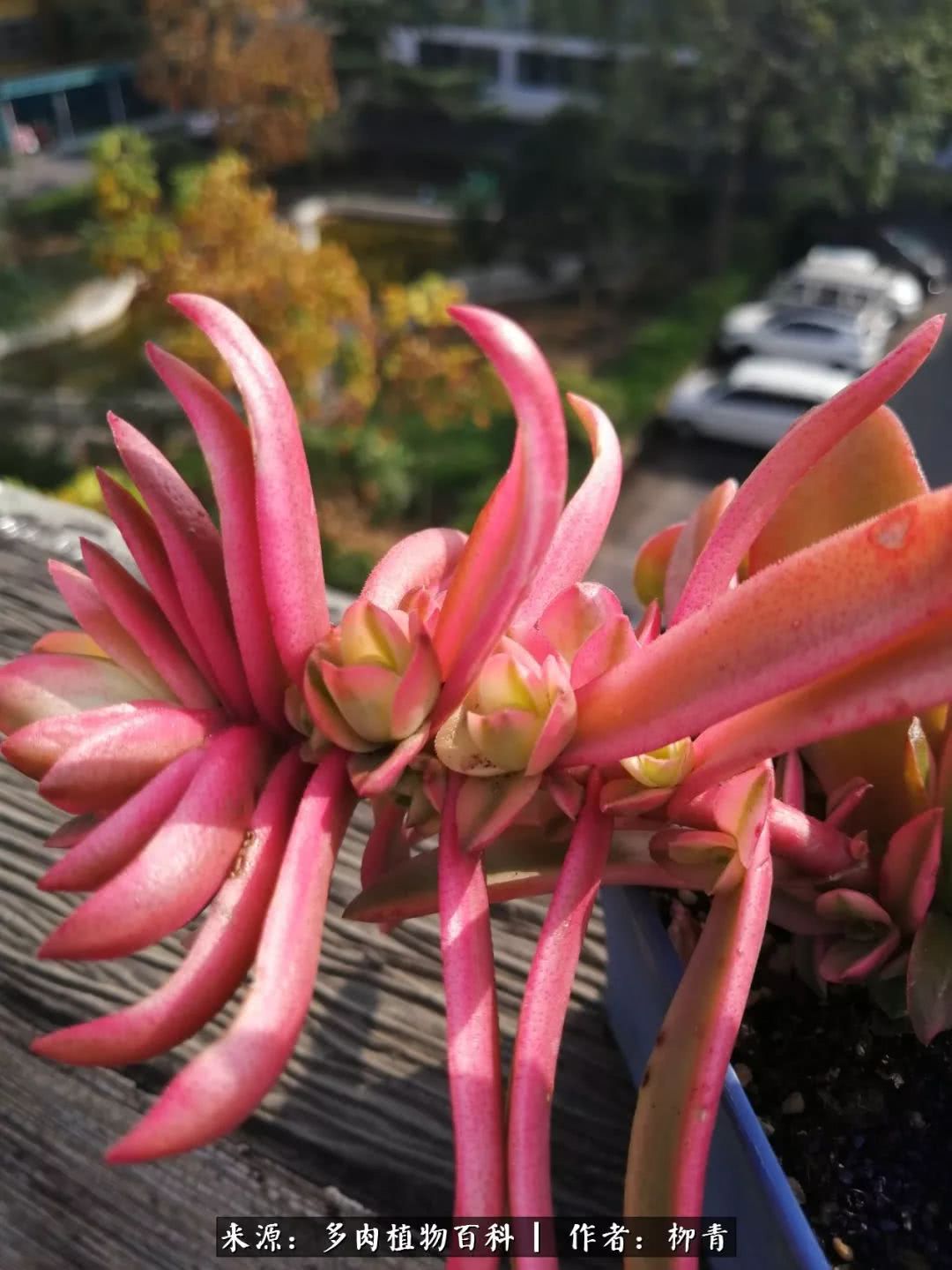 从入卡坑一个月到入卡坑三年,从入坑到现在所有品种开花图