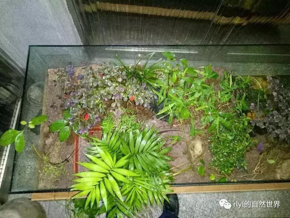 黄缘龟多大可以进环境造景,黄缘龟造景用陶粒还是火山石