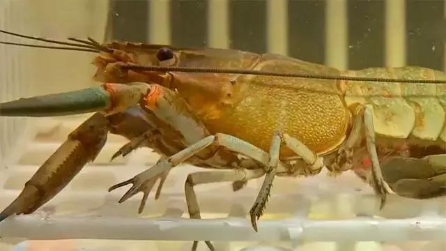 水泥池养龙虾有假的吗,龙虾水泥池养殖方法图解