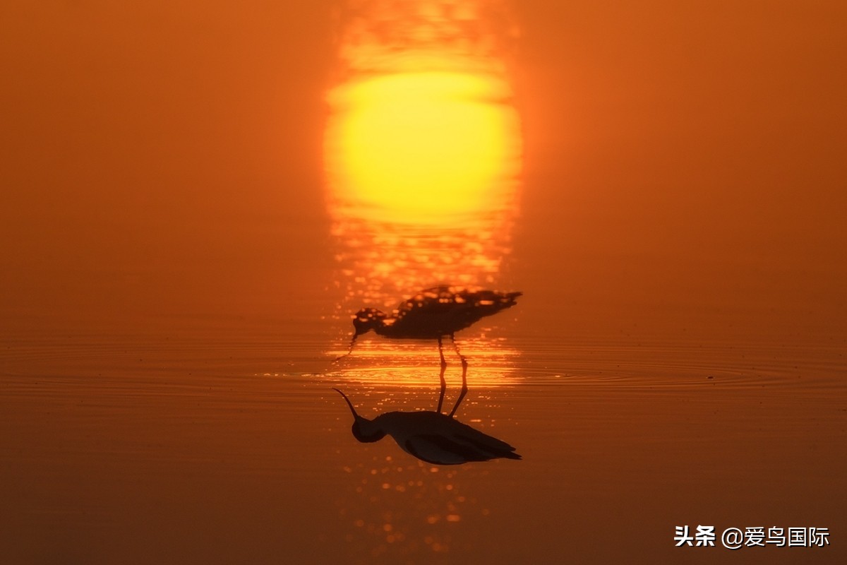 观鸟大年,观鸟作品100幅