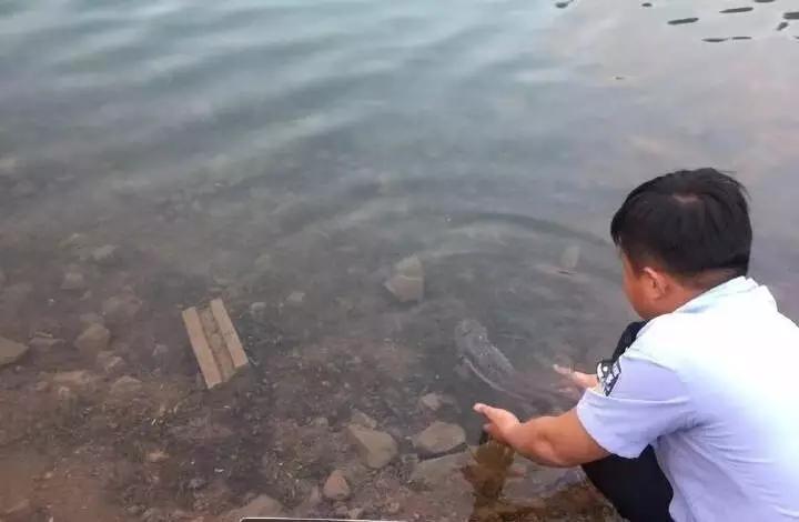 还没看《神奇动物在哪里》?没关系,你错过的神奇动物都在这里