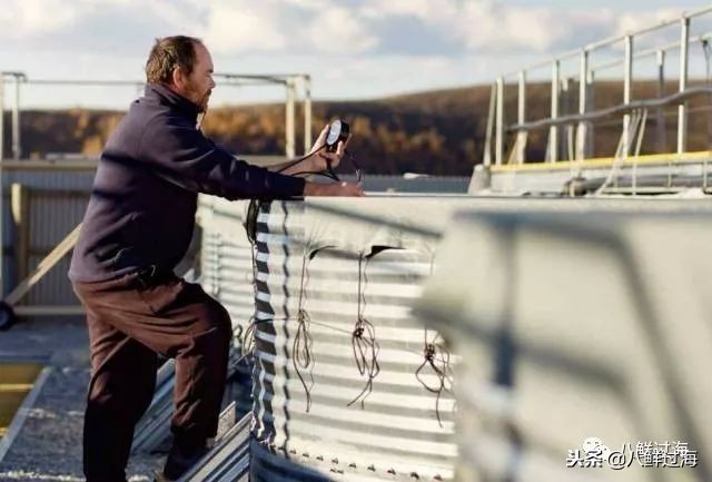 引入活青口贝、鲜帝王鲑,新西兰海产出口商的新生力量!