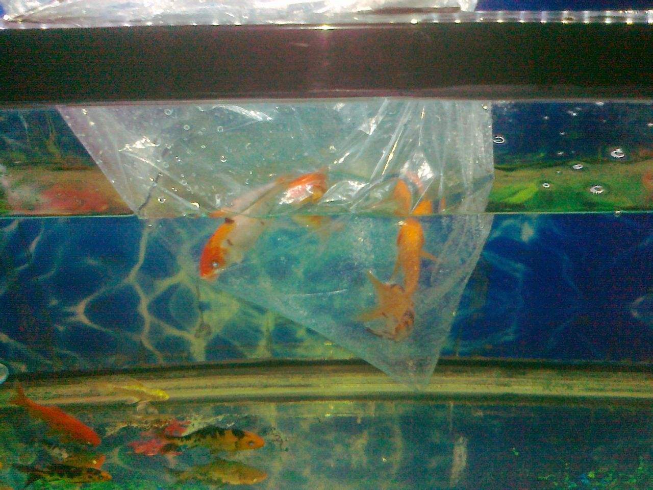 新手养鱼正确的开缸方式,新手养鱼不会开缸我来教你