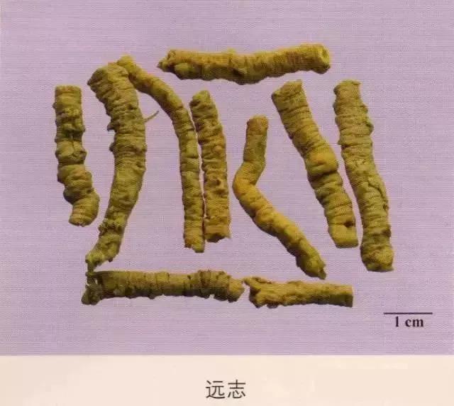 中药材图片大全大图带药名,200多味中药材图谱带图