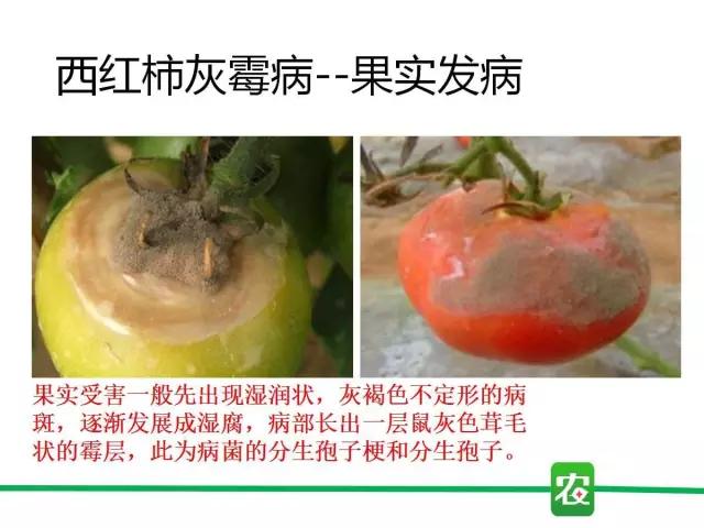 灰霉病视频图片,葡萄灰霉病和草莓灰霉病