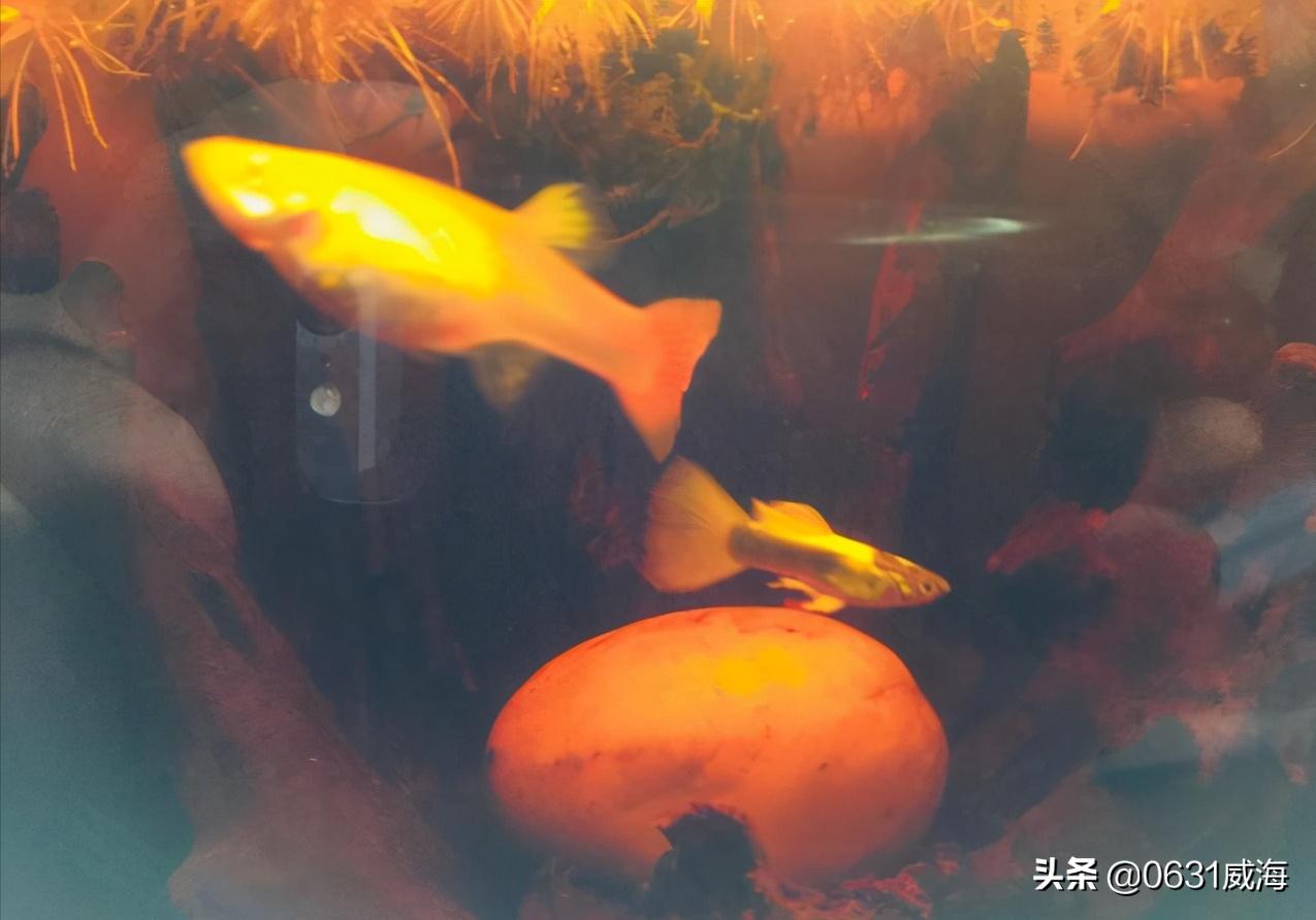孔雀鱼一关灯就跳缸,母孔雀鱼一到晚上跳缸