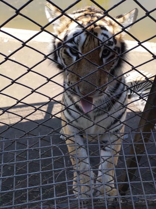 哈尔滨海拉尔呼伦贝尔旅游游记,哈尔滨漠河满洲里旅游攻略