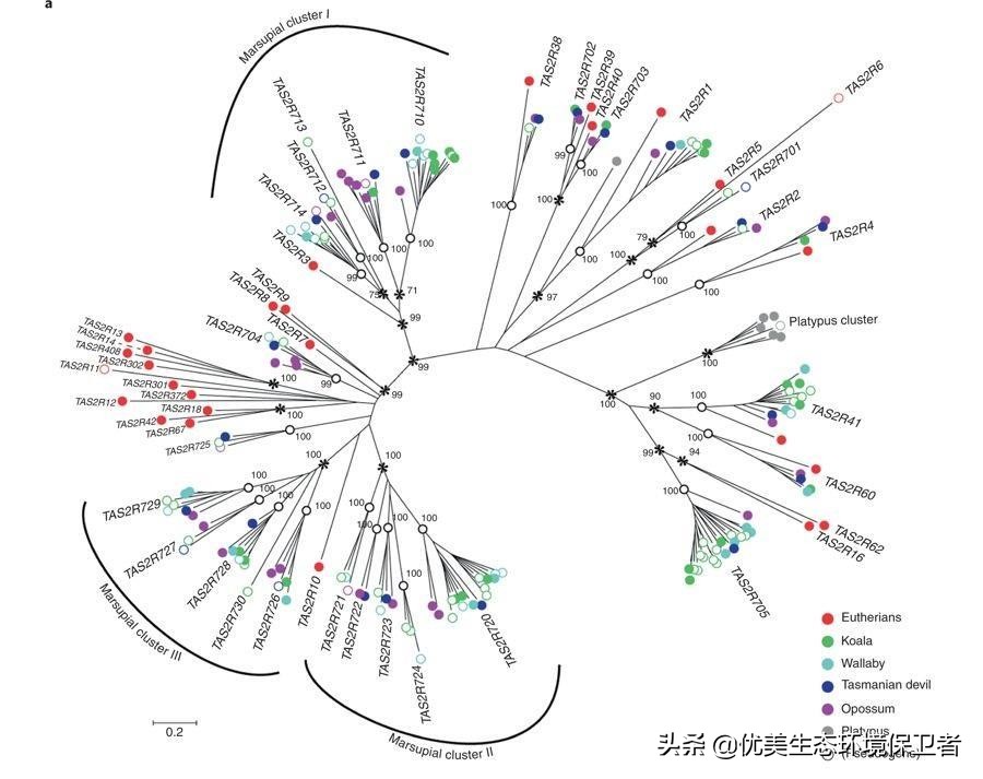 树袋熊慢动作,树袋熊也叫树懒么